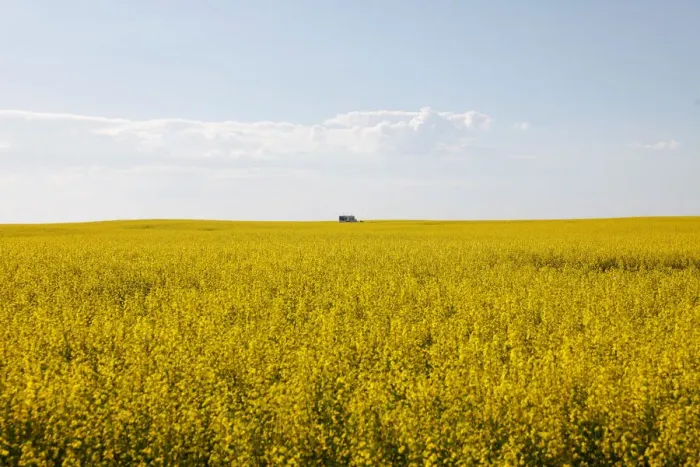 Framed Print : Western Canadian canola fields are seen in full bloom before they will be harvested Framed Print : Western Canadian canola fields are seen in full bloom before they will be harvested