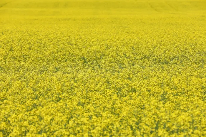 Framed Print : Western Canadian canola fields are seen in full bloom before they will be harvested later Framed Print : Western Canadian canola fields are seen in full bloom before they will be harvested later