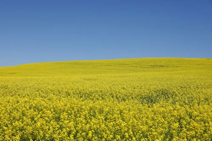 Framed Print : Western Canadian canola fields are seen in full bloom before they will be harvested later Framed Print : Western Canadian canola fields are seen in full bloom before they will be harvested later
