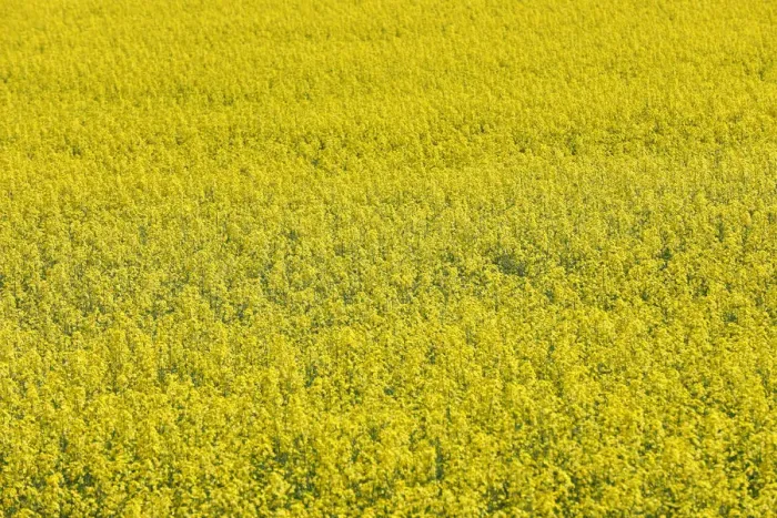 Framed Print : Western Canadian canola fields are seen in full bloom before they will be harvested later Framed Print : Western Canadian canola fields are seen in full bloom before they will be harvested later