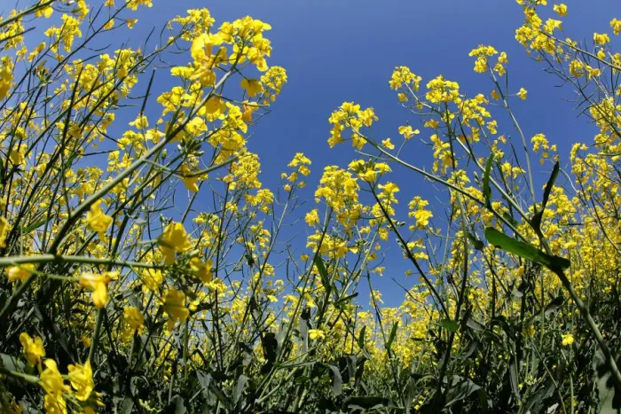 Framed Print : Western Canadian canola fields are seen in full bloom before they will be harvested later Framed Print : Western Canadian canola fields are seen in full bloom before they will be harvested later