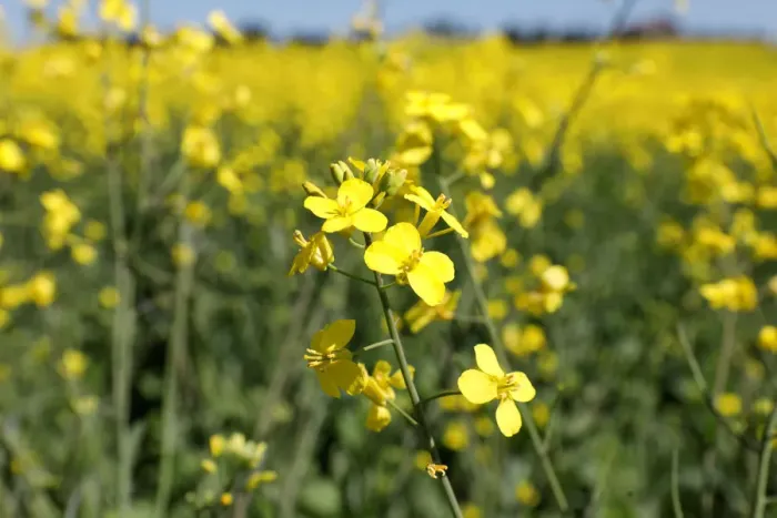 Framed Print : Western Canadian canola fields are seen in full bloom before they will be harvested later Framed Print : Western Canadian canola fields are seen in full bloom before they will be harvested later