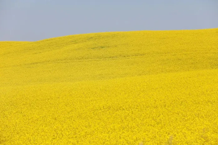 Framed Print : Western Canadian canola fields are seen in full bloom before they will be harvested later Framed Print : Western Canadian canola fields are seen in full bloom before they will be harvested later