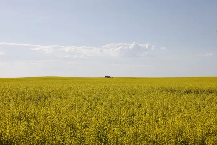 Framed Print : Western Canadian canola fields are seen in full bloom before they will be harvested later Framed Print : Western Canadian canola fields are seen in full bloom before they will be harvested later