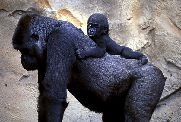 A Western Lowland Gorilla baby named Mjukuu, that was born in October last year