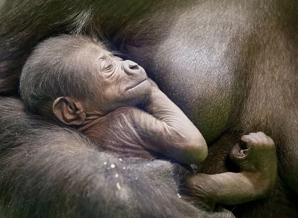 Western lowland gorilla Kira holds her newborn baby in its enclosure at the Moscow Zoo in