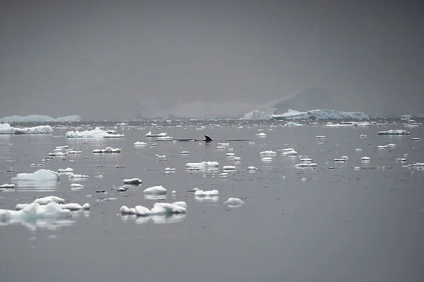 A whales fin rises above the water in Andvord Bay, Antarctica