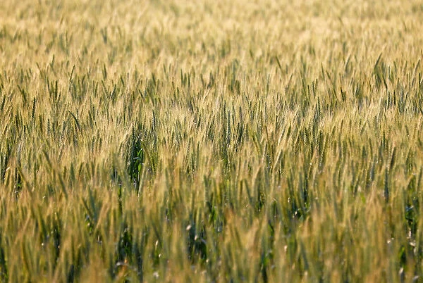 A wheat field is seen in the town of El Mansoura