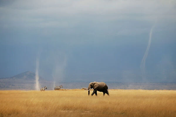 Whirlwind is seen as elephant and zebras walk through the Amboseli National Park