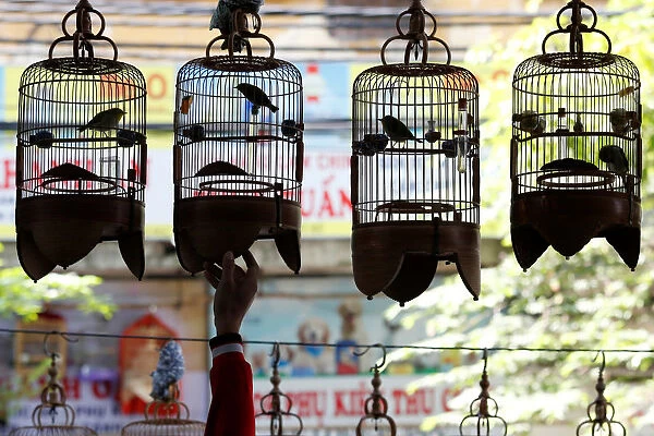 A white-eye bird owner hangs his bird cages at a cafe while listening to bird song