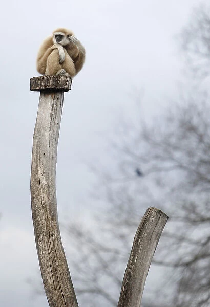 A white-handed gibbon sits atop tree trunk at Tiergarten Schoenbrunn Zoo in Vienna