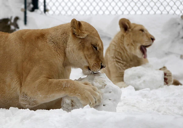 White lions play in the snow in the zoo in the Serbian capital Belgrade