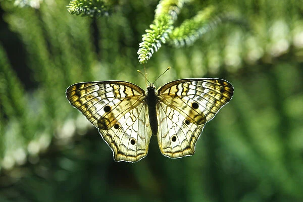 A White Peacock butterfly clings to a plant on exhibit at American Museum of Natural