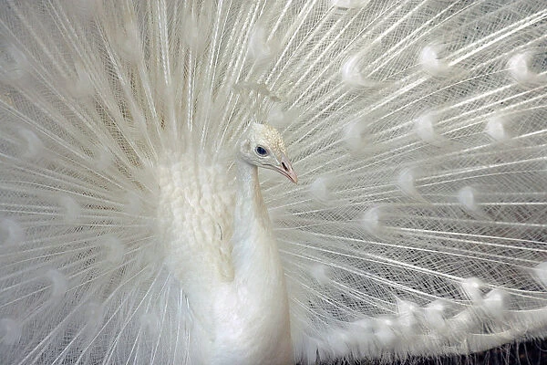 White peacock displays its feathers in a bird park in Amman