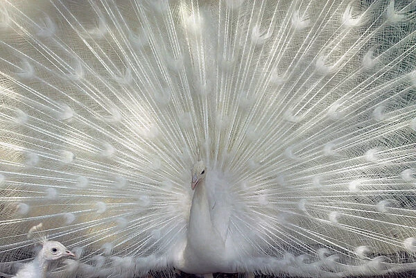 A white peacock displays its feathers in a bird park in Amman