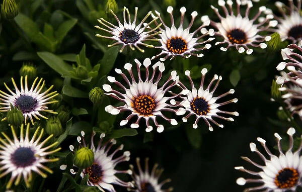A white Sunscape Daisy Nasinga is on display during the 2009 California Pack Trial