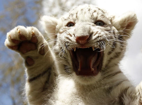 White Tiger cub hisses during photocall at Serengeti Safari park in Hodenhagen