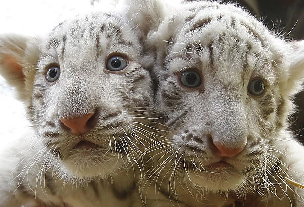 White Tiger cubs are pictured during photocall at Serengeti Safari park in Hodenhagen