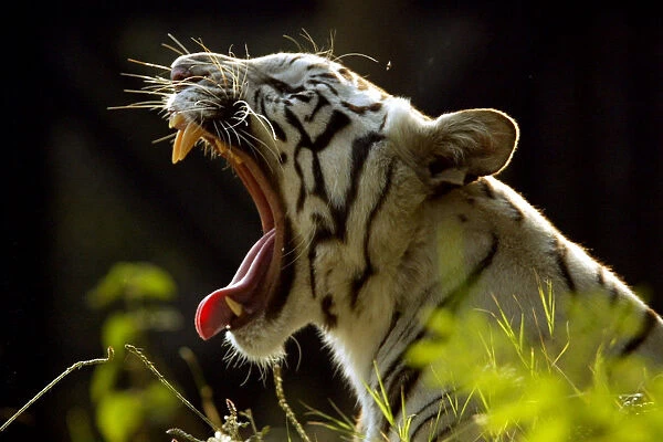 White tiger yawns in New Delhi zoo