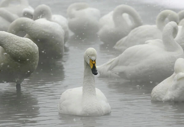 Whooper swans float on waters of Lake Kussharo in Teshikaga town in Hokkaido, northern