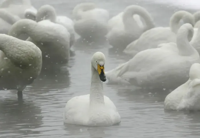 Framed Print : Whooper swans float on waters of Lake Kussharo in Teshikaga town in Hokkaido, northern