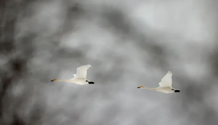 Framed Print : Whooper swans fly over forest in Republican landscape reserve Naliboksky near