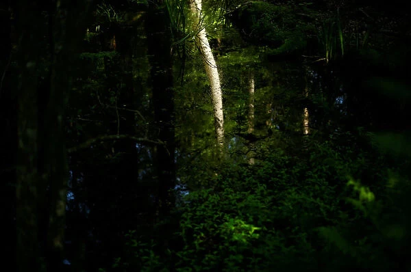 The Wider Image: Bialowieza: Europes last primeval forest