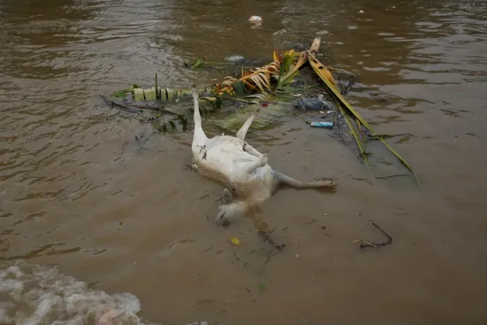 Framed Print : The Wider Image: Indonesia aims to banish toxic waste from lifeline river Framed Print : The Wider Image: Indonesia aims to banish toxic waste from lifeline river