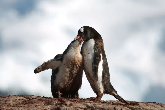 Framed Print : The Wider Image: Journey to Antarctica: seals, penguins and glacial beauty Framed Print : The Wider Image: Journey to Antarctica: seals, penguins and glacial beauty