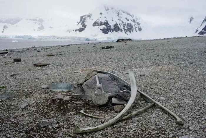 Framed Print : The Wider Image: Journey to Antarctica: seals, penguins and glacial beauty