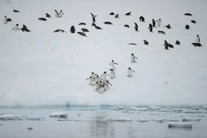 Framed Print : The Wider Image: Journey to Antarctica: seals, penguins and glacial beauty
