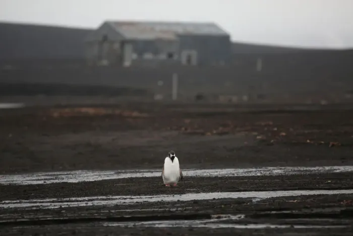 Framed Print : The Wider Image: Journey to Antarctica: seals, penguins and glacial beauty Framed Print : The Wider Image: Journey to Antarctica: seals, penguins and glacial beauty
