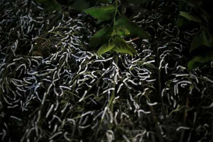 Framed Print : The Wider Image: Myanmar hills embrace silkworms over poppies Framed Print : The Wider Image: Myanmar hills embrace silkworms over poppies