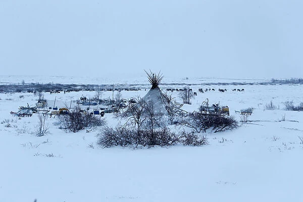 The Wider Image: Reindeer herding in Russias Arctic
