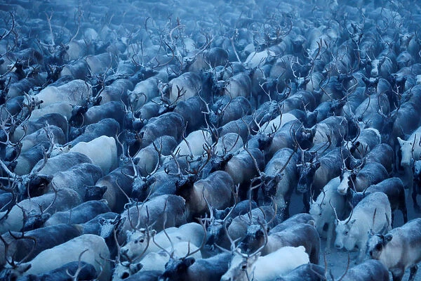 The Wider Image: Reindeer herding in Russias Arctic