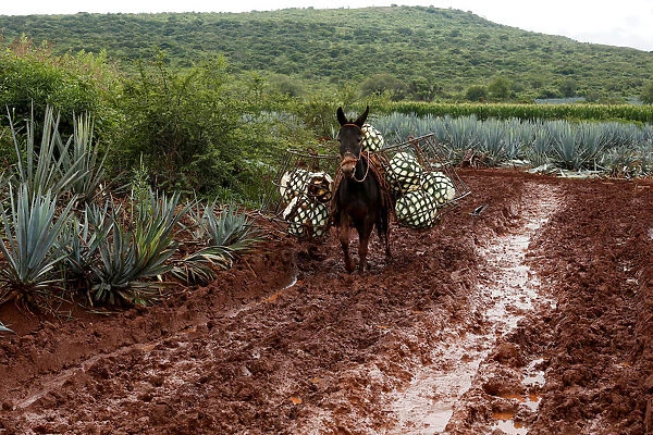 The Wider Image: Tequila boom rooted in traditional farming techniques
