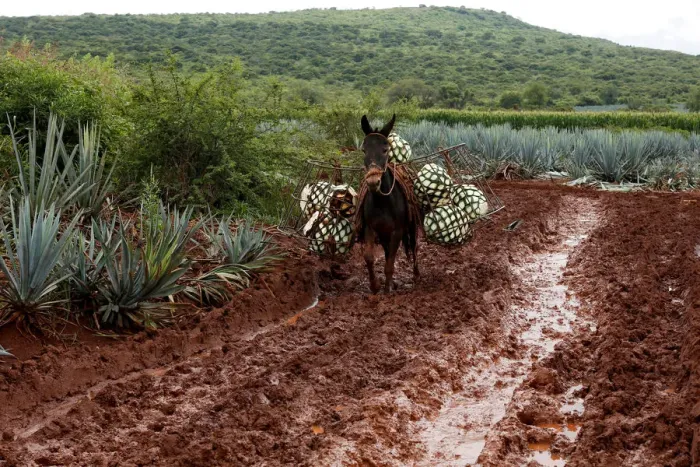Framed Print : The Wider Image: Tequila boom rooted in traditional farming techniques Framed Print : The Wider Image: Tequila boom rooted in traditional farming techniques