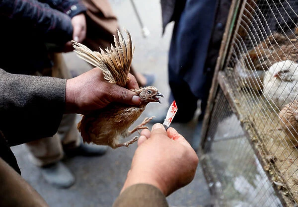 The Wider Image: Wings of joy: Kabuls bird market