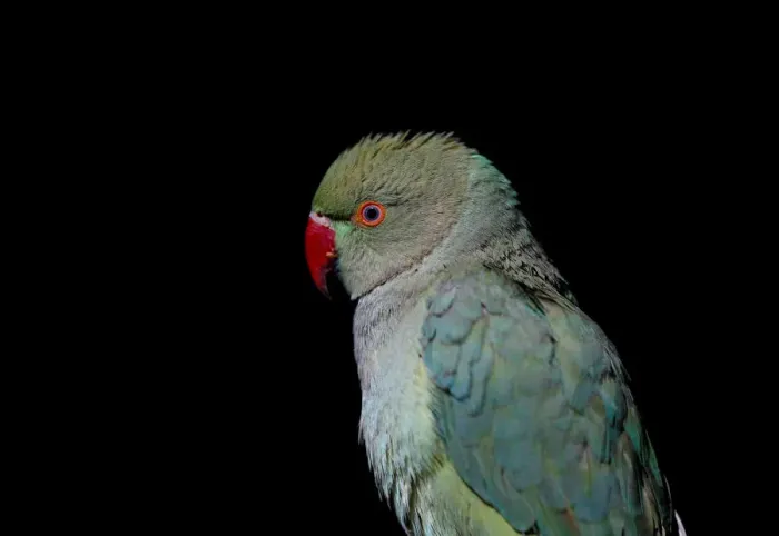 Framed Print : The Wider Image: Wings of joy: Kabuls bird market Framed Print : The Wider Image: Wings of joy: Kabuls bird market