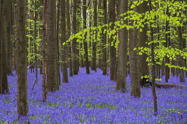 Wild bluebells, which bloom around mid-April, turning the forest completely blue
