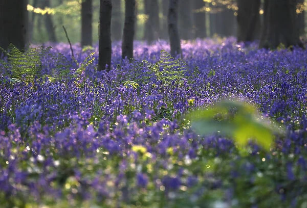 Wild bluebells cover the forest floor in the Hallerbos near Halle