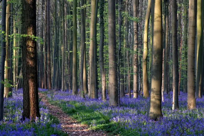 Framed Print : Wild bluebells cover the forest floor in the Hallerbos near Halle Framed Print : Wild bluebells cover the forest floor in the Hallerbos near Halle