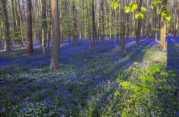 Wild Bluebells form a carpet in the Hallerbos, also known as The Blue Forest near Halle