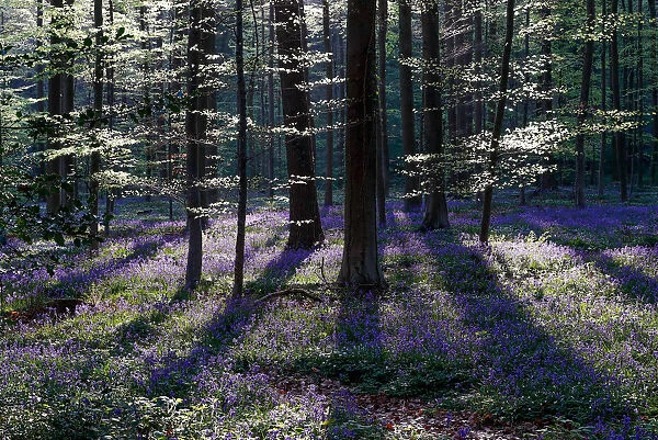 Wild bluebells form a carpet in the Hallerbos near the Belgian city of Halle