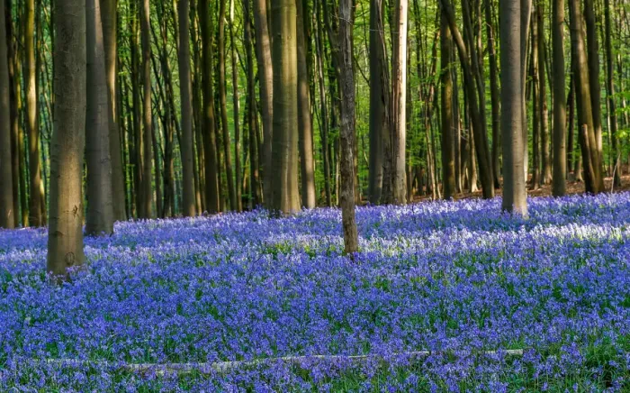 Framed Print : Wild bluebells form a carpet in the Hallerbos near the Belgian city of Halle Framed Print : Wild bluebells form a carpet in the Hallerbos near the Belgian city of Halle