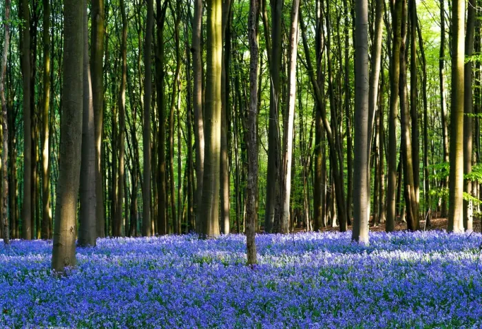 Framed Print : Wild bluebells form a carpet in the Hallerbos near the Belgian city of Halle Framed Print : Wild bluebells form a carpet in the Hallerbos near the Belgian city of Halle