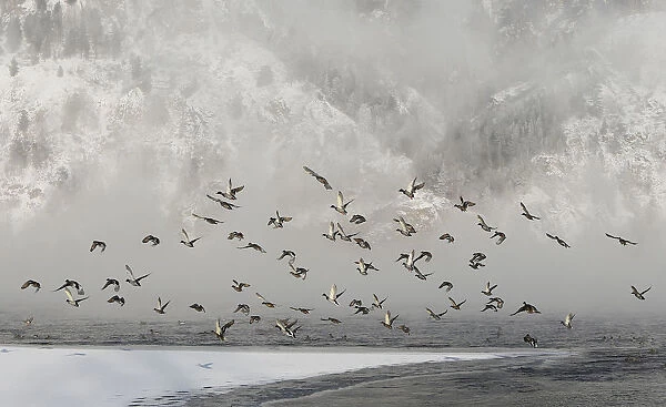 Wild ducks fly above the Yenisei River with the air temperature at about minus 30 degrees