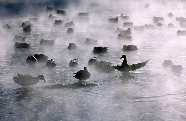 Wild ducks are seen on the Yenisei river near Krasnoyarsk