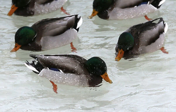 Wild ducks swim in icy waters of the Yenisei River outside Krasnoyarsk