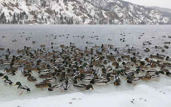 Wild ducks swim in the icy waters of the Yenisei River outside Krasnoyarsk